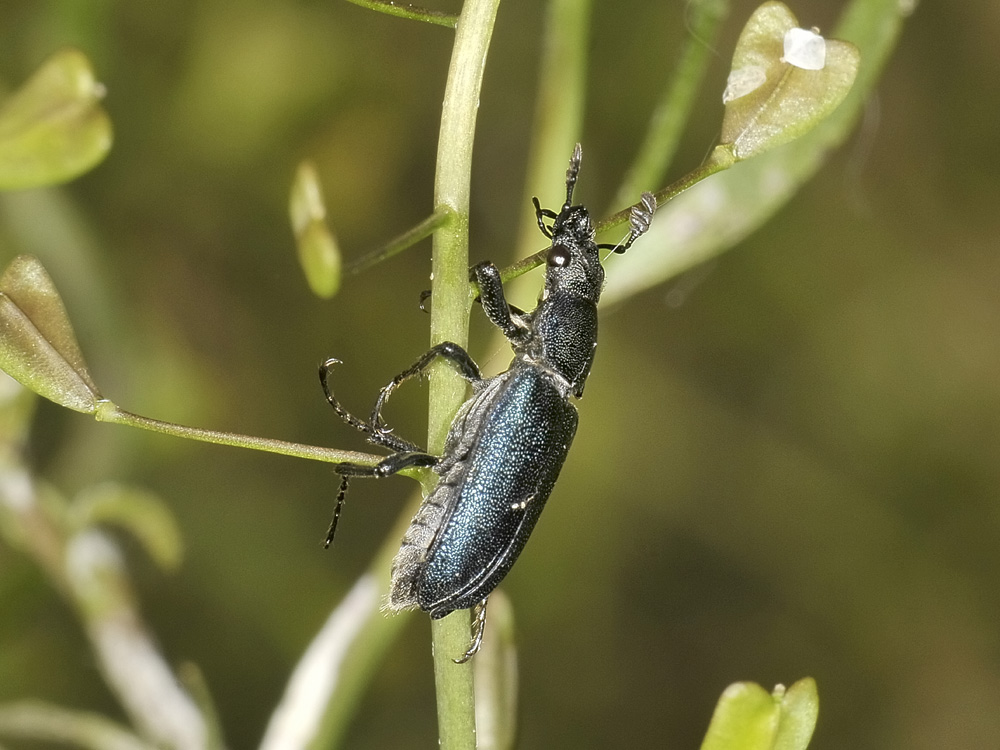 Platycerus caraboides, (Lucanidae)